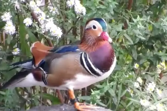 The Mandarin duck spotted in Central Park.